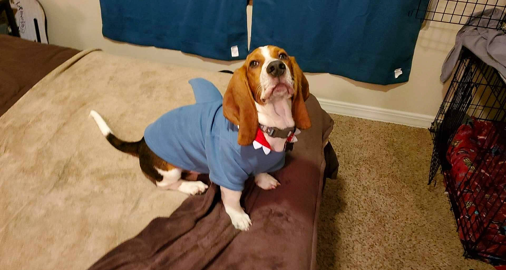 Marbles joined the competition — help win amazing prizes! artois_hound, basset_artesien_normand, basset_hound, beagle, beagle_harrier, canidae, carnivore, companion_dog, coonhound, dog, dog_breed, drever, finnish_hound, hound, mammal, pocket_beagle, scent_hound, schweizer_laufhund, sporting_group, vertebrate