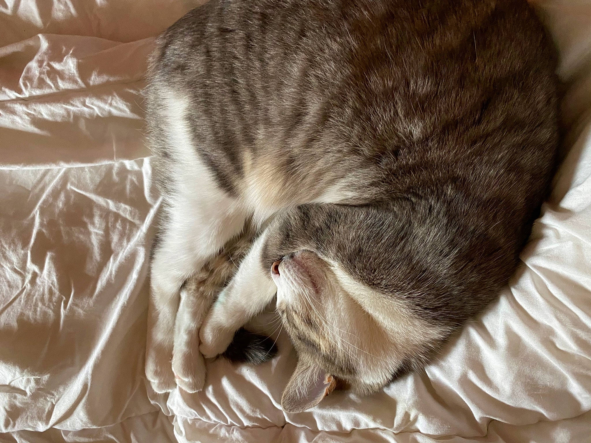 Iska a rejoint le concours — aidez-le/la à gagner de superbes lots ! asian, carnivore, cat, claw, domestic_short_haired_cat, dragon_li, european_shorthair, felidae, fur, kitten, mammal, nap, paw, singapura, skin, sleep, small_to_medium_sized_cats, snout, tabby_cat, whiskers