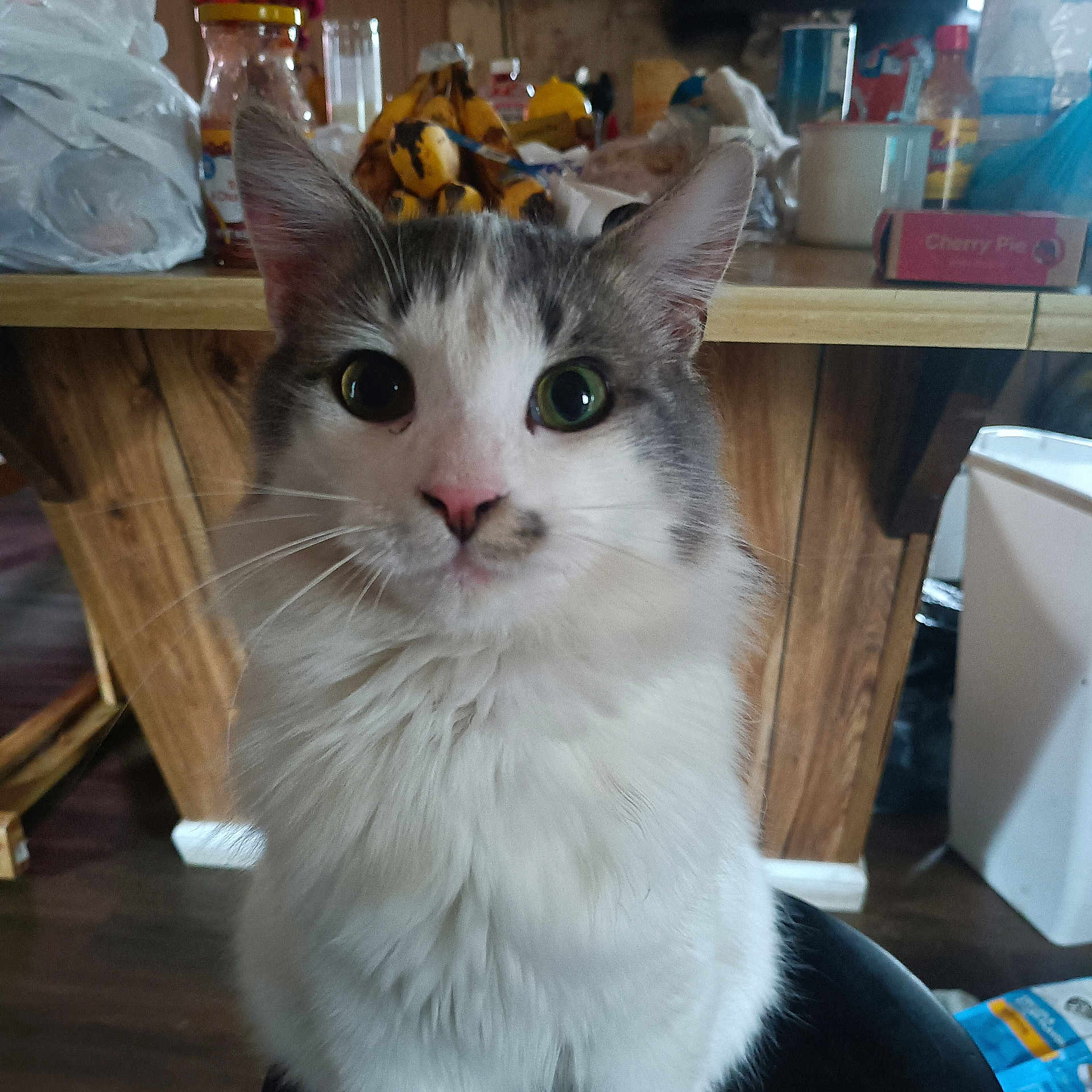Felipe joined the competition — help win amazing prizes! bananas, cat, chair, close_up, cluttered, curious, domestic, feline, floor, fluffy, fur, gray, household_items, indoor, pet, sitting, table, white, wide_eyes, wooden_table