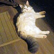 Felipe joined the competition — help win amazing prizes! cat, fluffy, lying_down, wooden_floor, vent, indoor, pet, animal, tail, white_fur, gray_fur, relaxed, cute, domestic_cat, feline, whiskers, ears, paws, sleepy, home