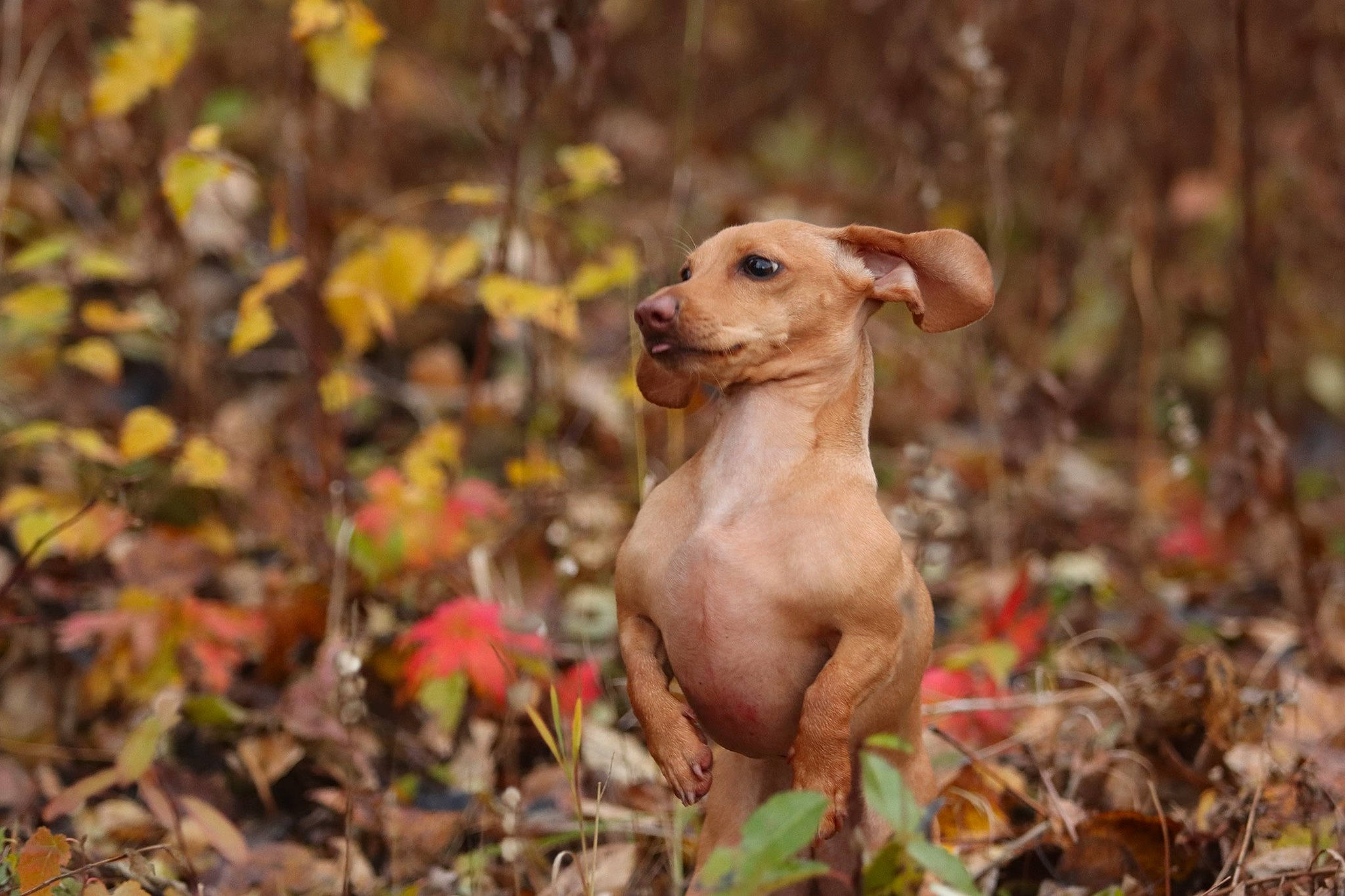 Lulu joined the competition — help win amazing prizes! canidae, carnivore, companion_dog, dog, dog_breed, fawn, forest, grass, liver, livestock, plant, snout, soil, sporting_group, tail, terrestrial_animal, wildlife, wood, woodland, working_animal