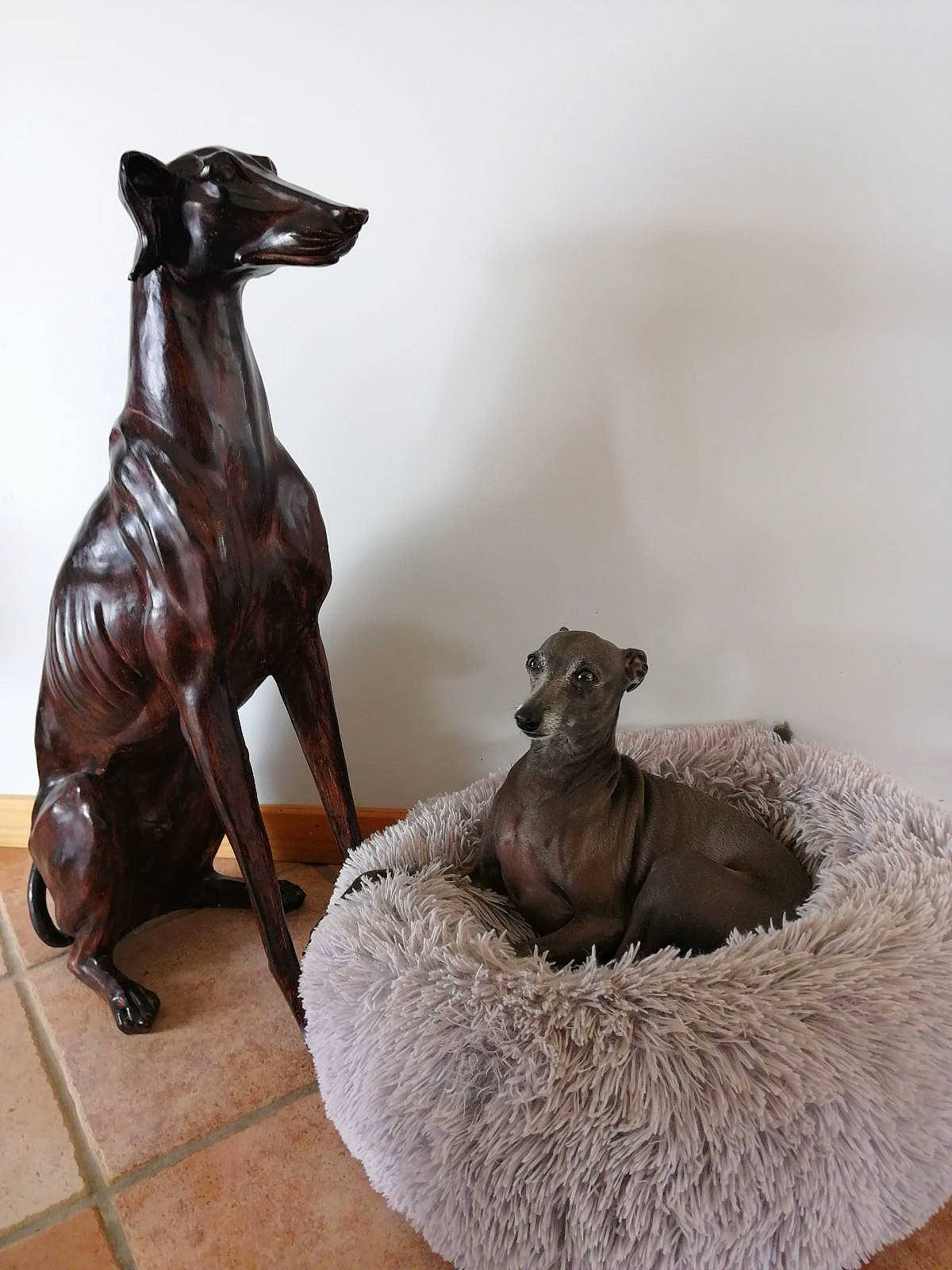 Osiris a rejoint le concours — aidez-le/la à gagner de superbes lots ! animal_figure, art, bronze_sculpture, carnivore, companion_dog, dog, dog_breed, fawn, felidae, grey, liver, metal, sculpture, snout, statue, tail, terrestrial_animal, toy, wood, working_animal