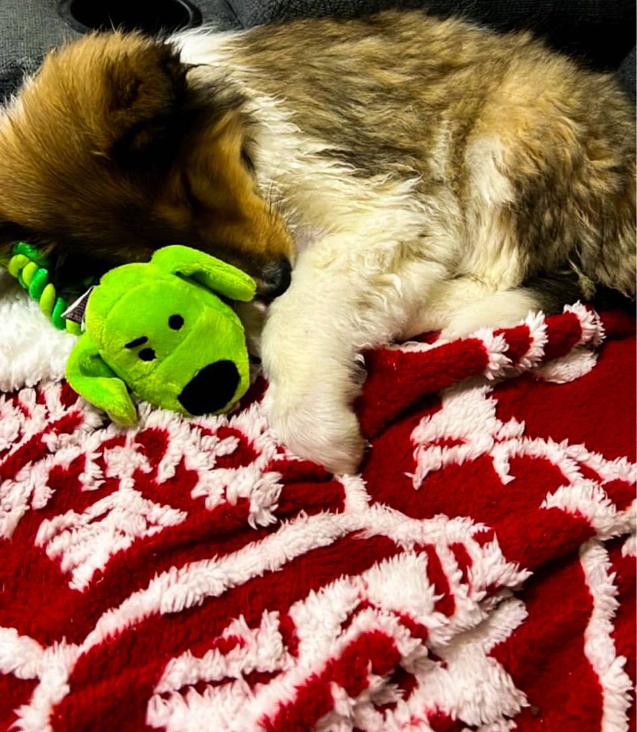 Ginger is registered to the contest to win money with this photo: carmine, carnivore, comfort, companion_dog, dog, dog_breed, dog_supply, felidae, fur, grass, linens, pattern, paw, small_to_medium_sized_cats, tail, textile, toy, vertebrate, whiskers, working_animal