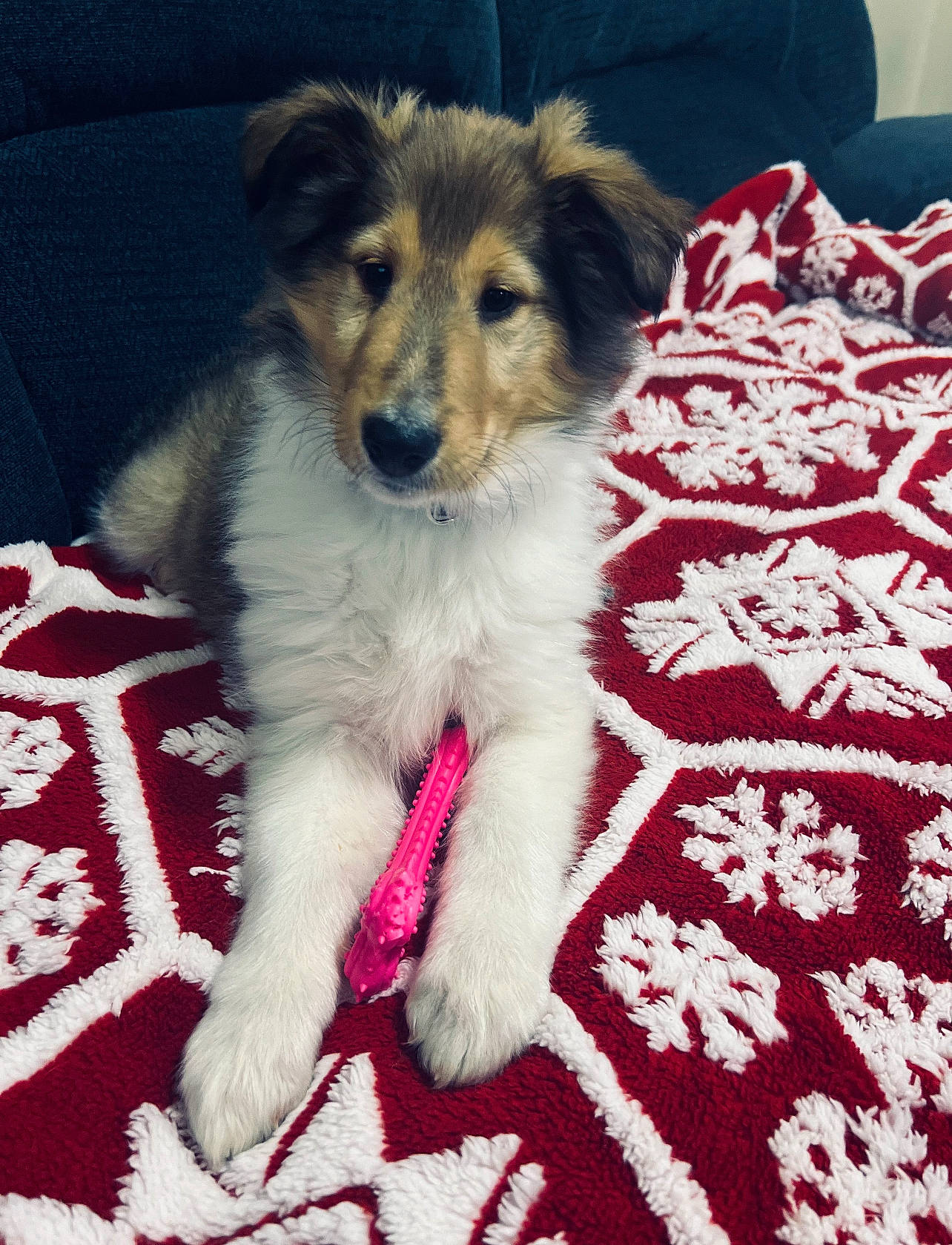 Ginger is registered to the contest to win money with this photo: ancient_dog_breeds, canidae, carnivore, companion_dog, dog, dog_breed, flooring, fur, herding_dog, pattern, paw, puppy, snout, sporting_group, tail, terrestrial_animal, terrier, working_dog