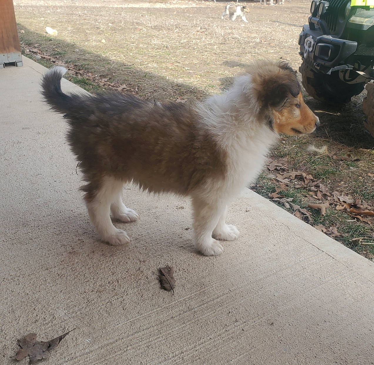 Ginger joined the competition — help win amazing prizes! asphalt, canidae, carnivore, companion_dog, dog, dog_breed, fawn, flooring, fur, herding_dog, road_surface, shadow, sidewalk, snout, sporting_group, tail, terrestrial_animal, tire, wheel, working_animal