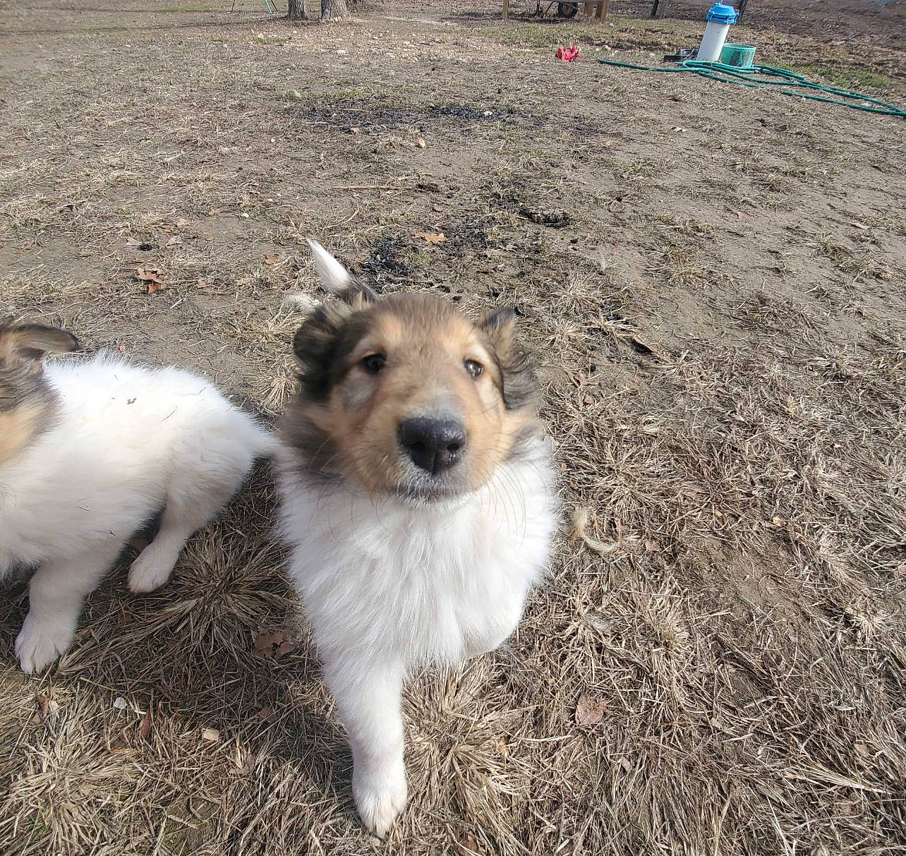 Ginger is registered to the contest to win money with this photo: ancient_dog_breeds, canidae, carnivore, companion_dog, dog, dog_breed, fur, grass, herding_dog, landscape, snout, soil, sporting_group, street_dog, terrestrial_animal, wildlife, working_animal, working_dog