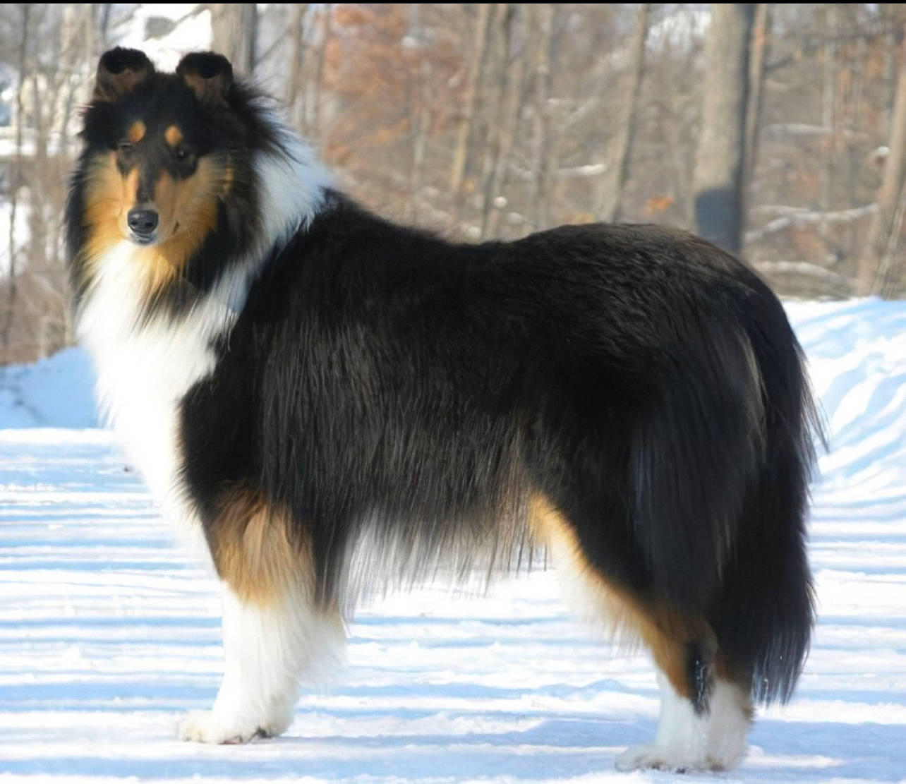 Holly is registered to the contest to win money with this photo: ancient_dog_breeds, australian_collie, canidae, carnivore, collie, companion_dog, dog, dog_breed, fur, herding_dog, rough_collie, shetland_sheepdog, snow, sporting_group, tail, terrestrial_animal, tree, winter, working_animal, working_dog