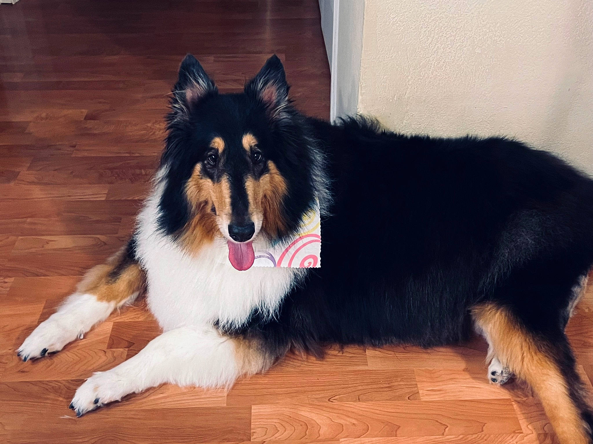 Holly is registered to the contest to win money with this photo: canidae, carnivore, collie, companion_dog, dog, dog_breed, flooring, fur, hardwood, herding_dog, rough_collie, scotch_collie, shetland_sheepdog, snout, sporting_group, tail, whiskers, wood, working_animal, working_dog