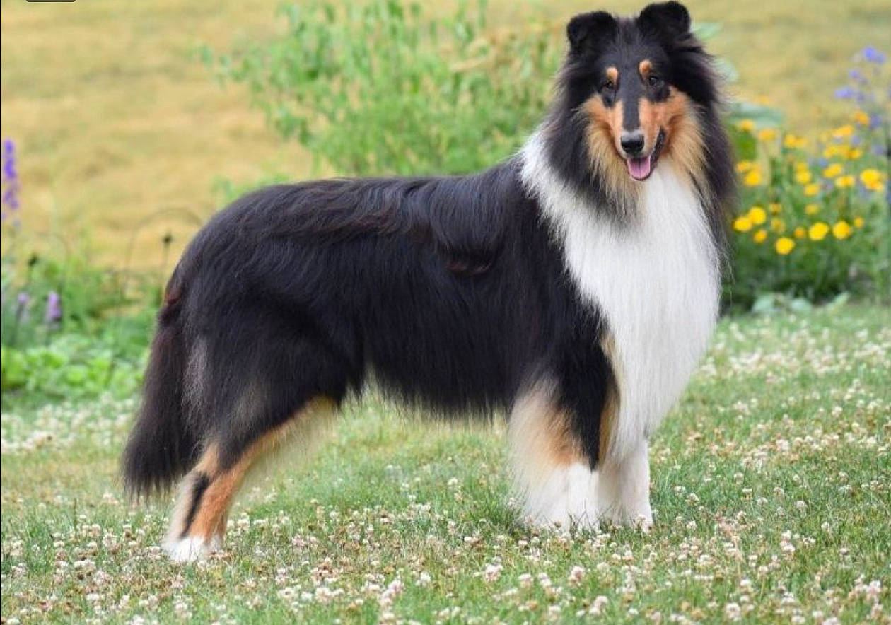 Holly is registered to the contest to win money with this photo: ancient_dog_breeds, canidae, carnivore, collie, companion_dog, dog, dog_breed, flower, grass, grassland, herding_dog, plant, rough_collie, shetland_sheepdog, snout, sporting_group, terrestrial_animal, working_animal, working_dog