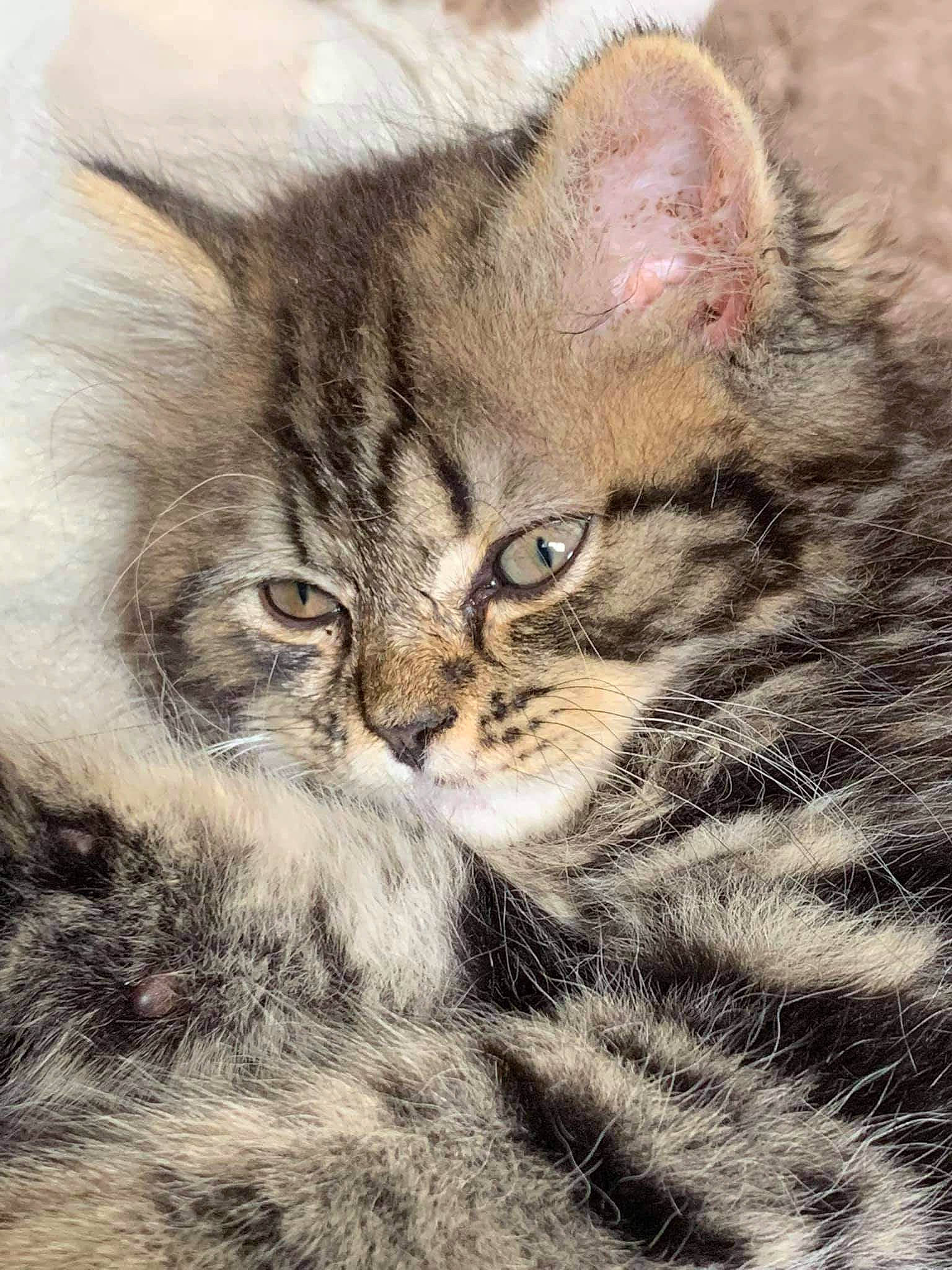 Sangha participe au concours pour gagner de l'argent avec cette photo : art, carnivore, cat, claw, close_up, domestic_short_haired_cat, felidae, fur, painting, paw, small_to_medium_sized_cats, snout, tail, terrestrial_animal, whiskers, wildlife