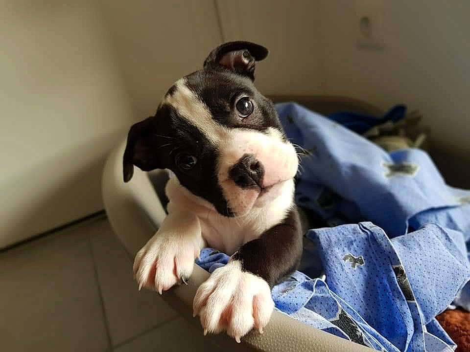 Seiya participe au concours pour gagner de l'argent avec cette photo : canidae, carnivore, comfort, companion_dog, couch, dog, dog_breed, dog_supply, fawn, fur, guard_dog, non_sporting_group, pattern, plaid, sitting, sporting_group, toy_dog, whiskers, working_animal, working_dog