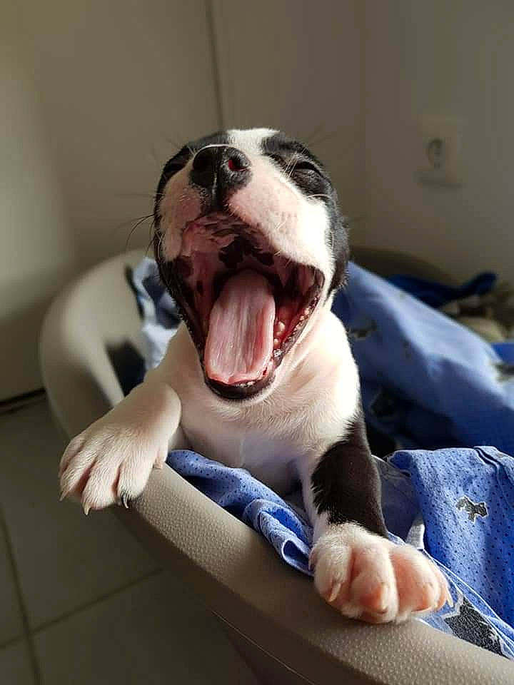 Seiya participe au concours pour gagner de l'argent avec cette photo : carnivore, comfort, companion_dog, dog, dog_breed, fang, fawn, felidae, foot, jaw, paw, small_to_medium_sized_cats, smile, snout, sporting_group, terrestrial_animal, tooth, whiskers, working_animal, yawn