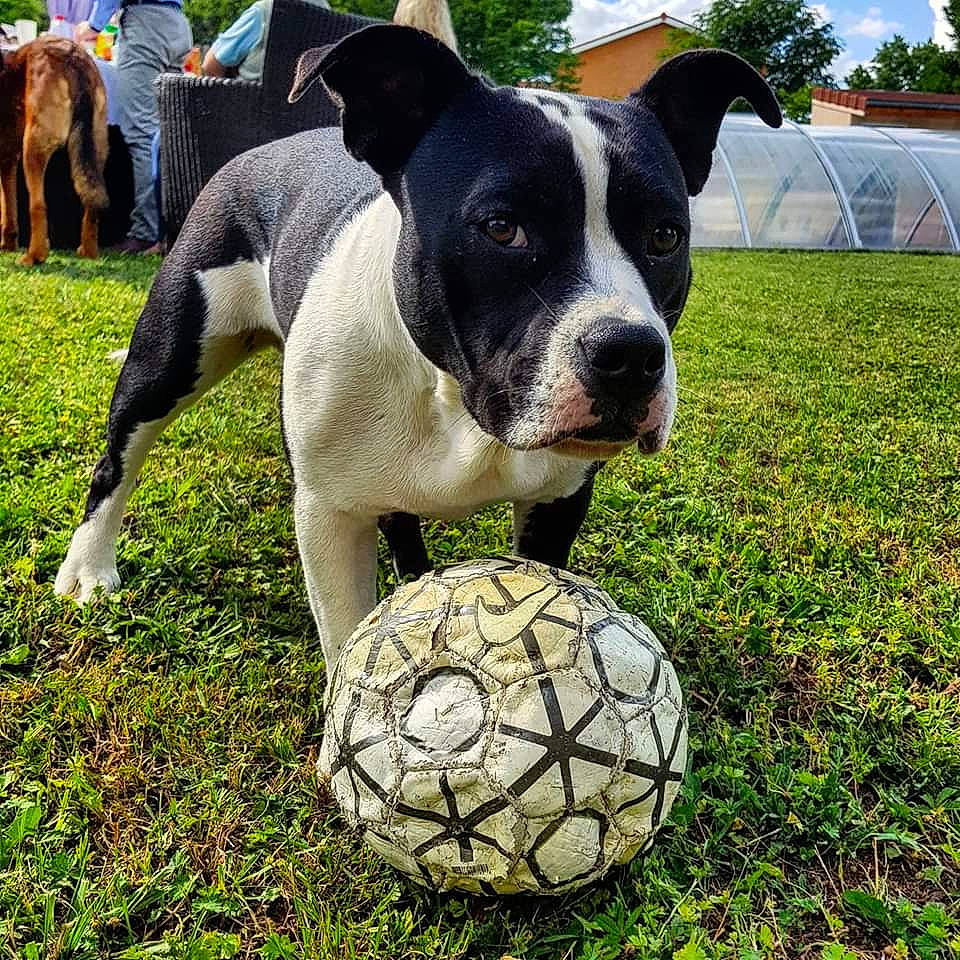 Seiya participe au concours pour gagner de l'argent avec cette photo : ball, carnivore, cloud, companion_dog, dog, dog_breed, football, grass, green, lawn, plant, sky, snout, soccer, soccer_ball, sports_equipment, tent, tree, wheel, working_animal
