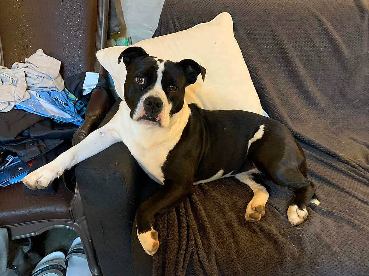 Seiya a rejoint le concours — aidez-le/la à gagner de superbes lots ! boston_terrier, canidae, carnivore, comfort, companion_dog, couch, dog, dog_breed, fawn, guard_dog, human_leg, linens, non_sporting_group, pillow, puppy, rectangle, snout, sporting_group, toy_dog, working_animal