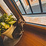 bars, building, cat, curious, daylight, domestic_animal, feline, home, indoor, kitten, looking_out, pet, plant_pot, potted_plant, sky, small_animal, street, window, windowsill, wood