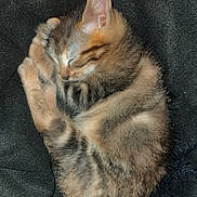 Nalaä participe au concours pour gagner de l'argent avec cette photo : adorable, animal, black_blanket, cat, cozy, cute, domestic_cat, ears, feline, fur, kitten, paw, pet, relaxing, resting, sleeping, small, tabby, whiskers, young