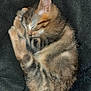 adorable, animal, black_blanket, cat, cozy, cute, domestic_cat, ears, feline, fur, kitten, paw, pet, relaxing, resting, sleeping, small, tabby, whiskers, young