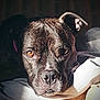 Harley joined the competition — help win amazing prizes! dog, brindle, close_up, resting, face, ears, nose, fur, pet, animal, indoor, sunlight, shadow, bed, blanket, looking, expression, cute, canine, portrait