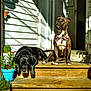 Harley joined the competition — help win amazing prizes! dog, pets, outdoor, sunlight, wooden_steps, plants, potted_plants, black_dog, brindle_dog, collar, bow_tie, relaxing, porch, shadow, butterfly_decoration, daylight, animal, resting, home, cute