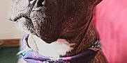 Harley is registered to the contest to win money with this photo: dog, brindle, bandana, pet, animal, portrait, indoor, curious, head_tilt, canine, fur, sitting, closeup, mammal, domestic_animal, friendly, cute, companion, looking, face