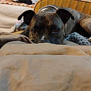 Harley is registered to the contest to win money with this photo: dog, pet, couch, blanket, indoors, brown, fur, animal, laying, curious, face, ears, home, relaxing, person, furniture, living_room, soft, cozy, domestic