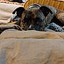 dog, pet, couch, blanket, indoors, brown, fur, animal, laying, curious, face, ears, home, relaxing, person, furniture, living_room, soft, cozy, domestic
