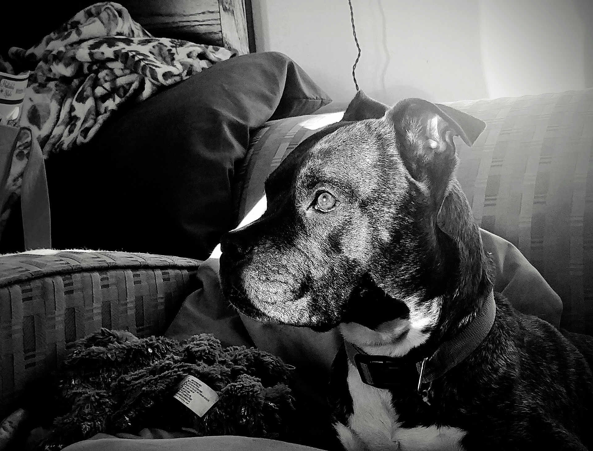 Harley