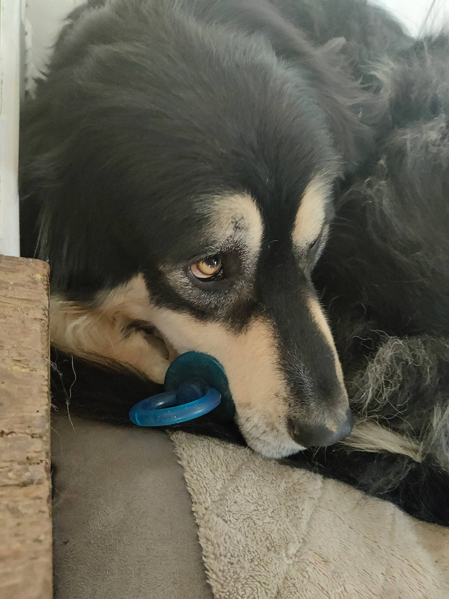 Irun a rejoint le concours — aidez-le/la à gagner de superbes lots ! art, ball, canidae, carnivore, companion_dog, dog, dog_breed, electric_blue, eye, fur, grey, iris, plant, snout, sporting_group, terrestrial_animal, vertebrate, whiskers, working_animal, working_dog