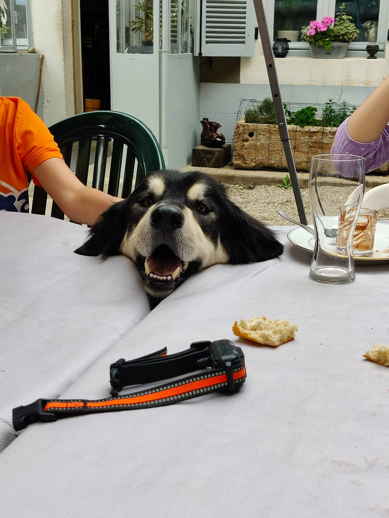 Irun participe au concours pour gagner de l'argent avec cette photo : carnivore, chair, companion_dog, dog, dog_breed, dog_supply, door, event, eyewear, fawn, flooring, food, linens, luggage_and_bags, plant, recreation, room, table, tableware, wine_glass