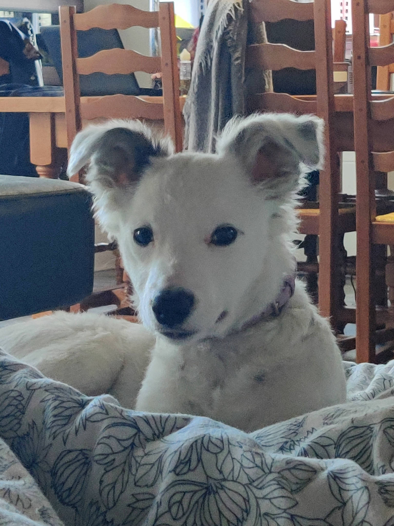 Romy a rejoint le concours — aidez-le/la à gagner de superbes lots ! ancient_dog_breeds, canidae, carnivore, chair, comfort, companion_dog, couch, dog, dog_breed, fawn, fence, fur, non_sporting_group, shelf, snout, sporting_group, terrestrial_animal, whiskers, working_animal