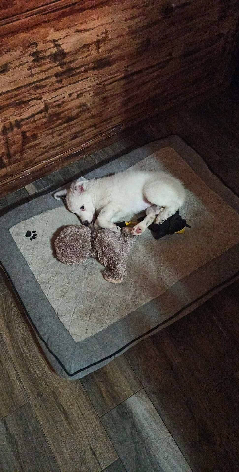 Romy a rejoint le concours — aidez-le/la à gagner de superbes lots ! carnivore, cat, cloud, comfort, companion_dog, dog_breed, fawn, felidae, floor, flooring, fur, grey, hardwood, paw, small_to_medium_sized_cats, sporting_group, tail, toy_dog, whiskers, wood