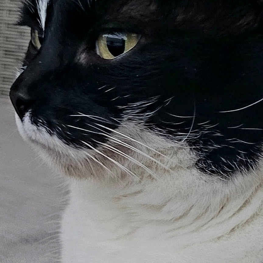Ruby a rejoint le concours — aidez-le/la à gagner de superbes lots ! animal, black_and_white, cat, close_up, domestic_cat, fabric, feline, fur, indoor, pet, portrait, profile, resting, side_view, soft_light, texture, tuxedo_cat, whiskers, woven_background, yellow_eyes