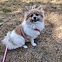 Precious joined the competition — help win amazing prizes! dog, pomeranian, small_dog, fluffy, sitting, leash, harness, outdoor, grass, dry_grass, sunlight, pet, animal, canine, happy, cute, portrait, nature, daytime, looking_at_camera