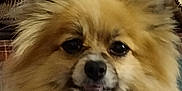 Precious is registered to the contest to win money with this photo: dog, pomeranian, fluffy, pet, indoor, animal, cute, face, fur, ears, tongue, closeup, domestic_animal, mammal, portrait, companion, friendly, furry, animal_face, smiling
