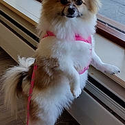 Precious is registered to the contest to win money with this photo: dog, small_dog, fluffy, pink_harness, window, indoor, wooden_floor, leash, pet, curious, standing, fur, animal, domestic_animal, companion, cute, side_view, paw, tail, nose