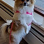dog, small_dog, fluffy, pink_harness, window, indoor, wooden_floor, leash, pet, curious, standing, fur, animal, domestic_animal, companion, cute, side_view, paw, tail, nose