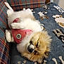 Precious is registered to the contest to win money with this photo: dog, fluffy, sleeping, pink_harness, blanket, plaid_couch, relaxed, cozy, indoor, pet, fur, small_dog, resting, cute, animal, domestic, comfort, lying_down, soft, companion