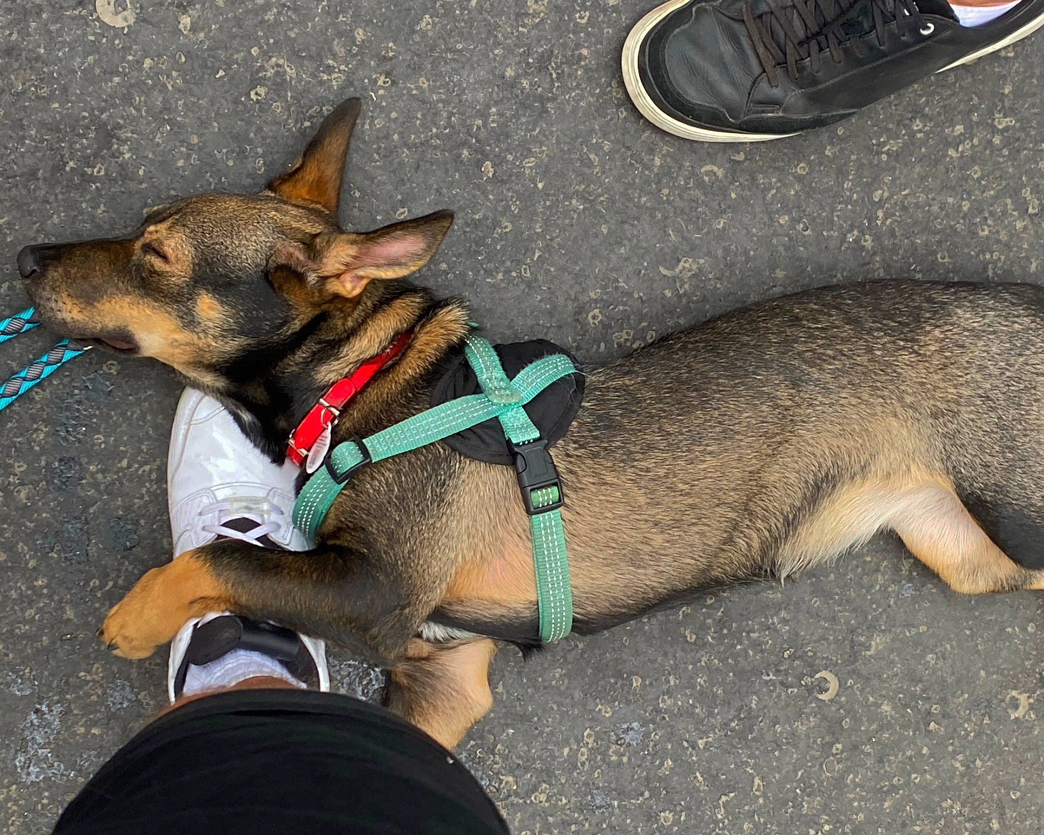 Lilou participe au concours pour gagner de l'argent avec cette photo : canidae, carnivore, collar, companion_dog, dog, dog_breed, dog_collar, dog_supply, fashion_accessory, fawn, foot, human_leg, leash, paw, pet_supply, road_surface, snout, sporting_group, tail, working_animal