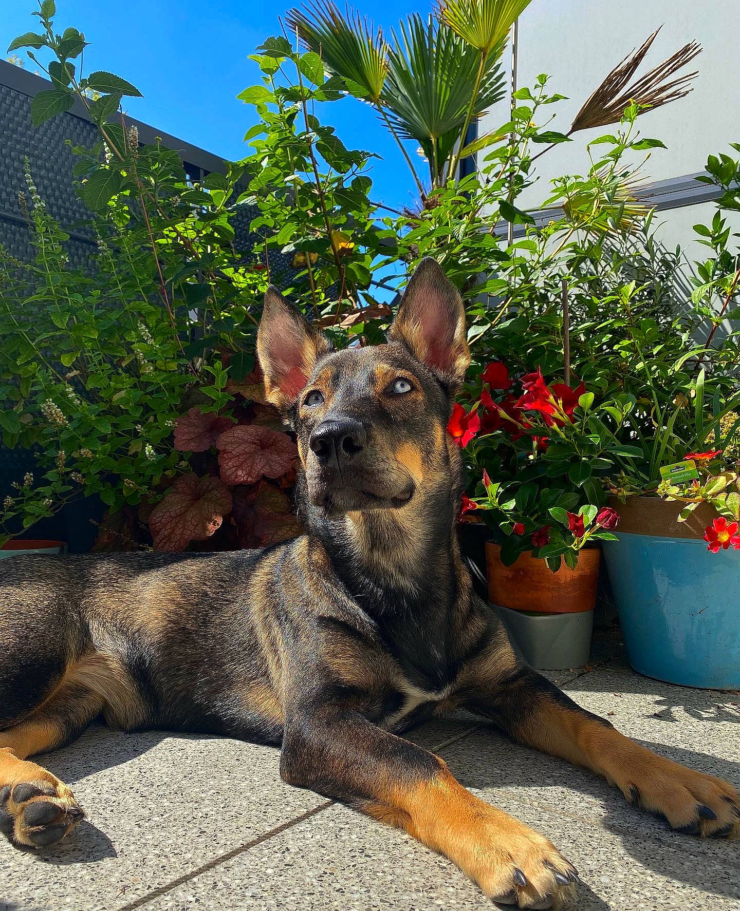 Lilou a rejoint le concours — aidez-le/la à gagner de superbes lots ! canidae, carnivore, collar, dog, dog_breed, fawn, flower, flowerpot, german_shepherd_dog, houseplant, landscape, plant, sky, snout, sporting_group, tail, terrestrial_animal, terrestrial_plant, working_animal, working_dog