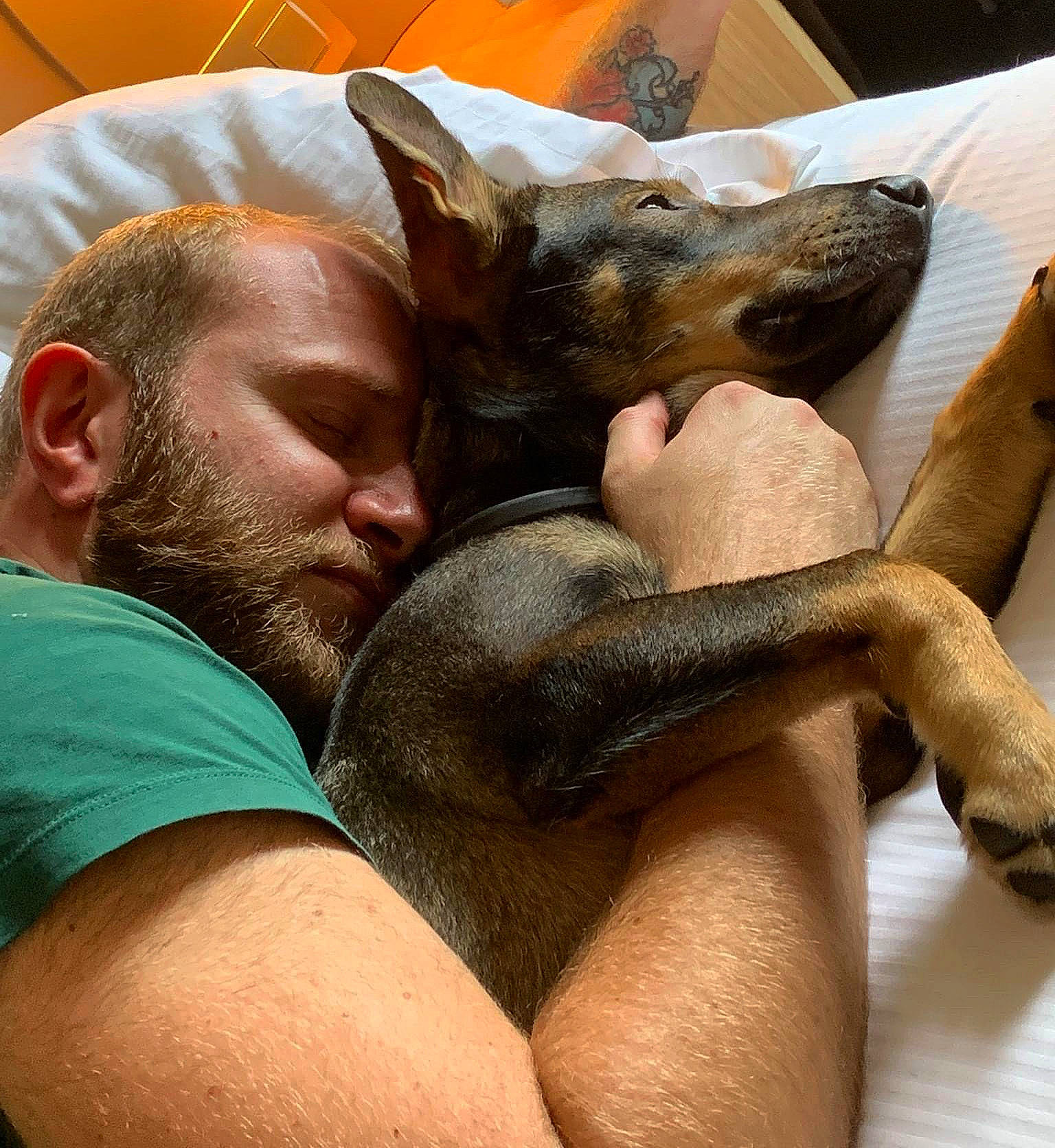 Lilou a rejoint le concours — aidez-le/la à gagner de superbes lots ! beard, canidae, claw, comfort, companion_dog, dog_breed, ear, elbow, fawn, foot, fur, gesture, human_leg, jaw, mammal, nail, paw, snout, vertebrate, wildlife_biologist