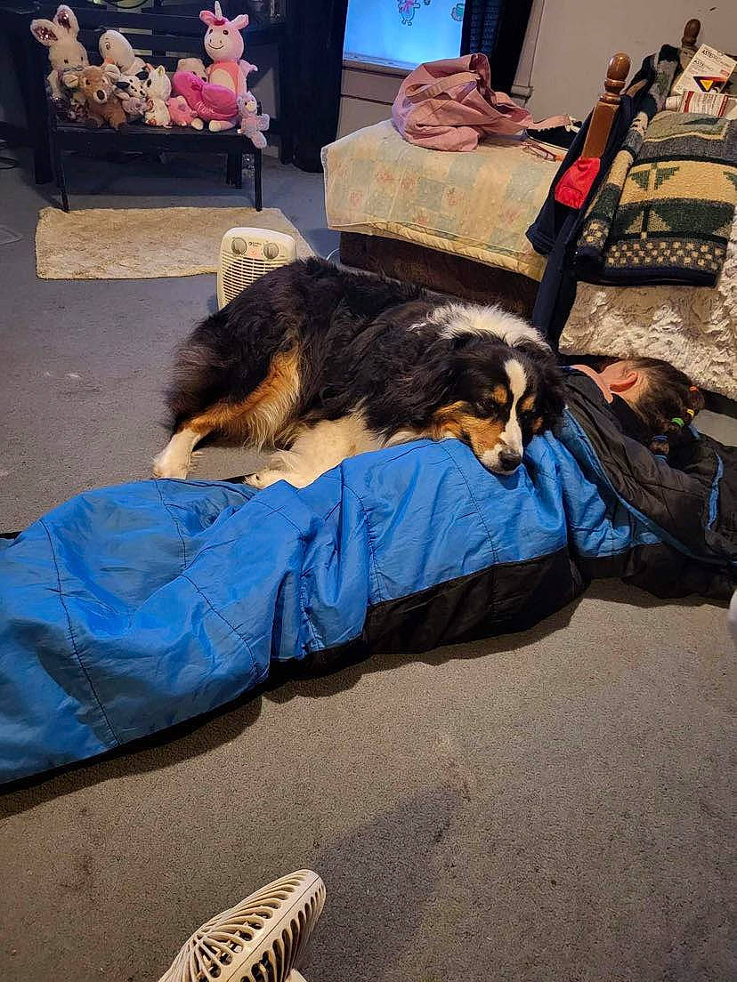 Sampson is registered to the contest to win money with this photo: canidae, carnivore, comfort, companion_dog, dog, dog_breed, flooring, fun, fur, leisure, linens, mammal, nap, room, shadow, sitting, sporting_group, terrier, tints_and_shades, welsh_terrier