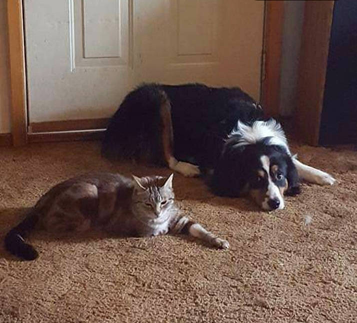 Sampson joined the competition — help win amazing prizes! border_collie, canidae, carnivore, cat, comfort, companion_dog, dog, dog_breed, domestic_short_haired_cat, door, felidae, flooring, fur, hardwood, herding_dog, small_to_medium_sized_cats, snout, tail, whiskers, wood