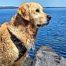 dog, golden_retriever, water, rock, outdoor, sky, blue_sky, canine, pet, animal, fur, wet, nature, lake, standing, harness, daylight, landscape, mammal, side_view