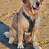 dog, golden_retriever, wet_fur, harness, beach, sand, sunlight, outdoor, pet, canine, sitting, tongue_out, happy, animal, nature, daylight, closeup, mammal, portrait, relaxed