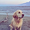 dog, golden_retriever, beach, sand, sea, water, sky, stick, pet, animal, outdoor, nature, calm, sitting, coast, shore, daytime, mammal, fur, landscape