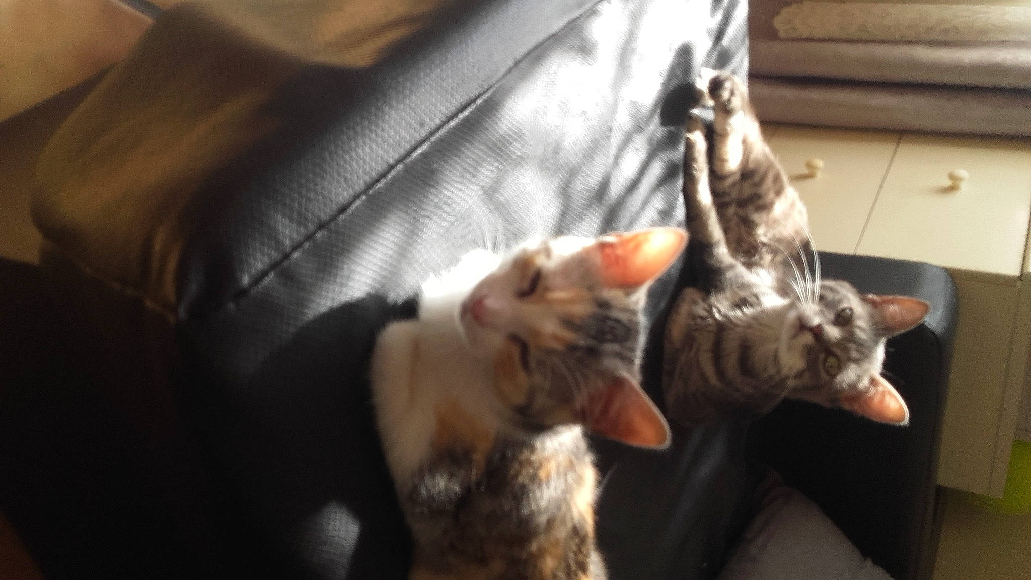 Nala a rejoint le concours — aidez-le/la à gagner de superbes lots ! canidae, carnivore, cat, claw, comfort, couch, domestic_short_haired_cat, ear, felidae, fur, gesture, paw, small_to_medium_sized_cats, snout, sporting_group, tail, whiskers