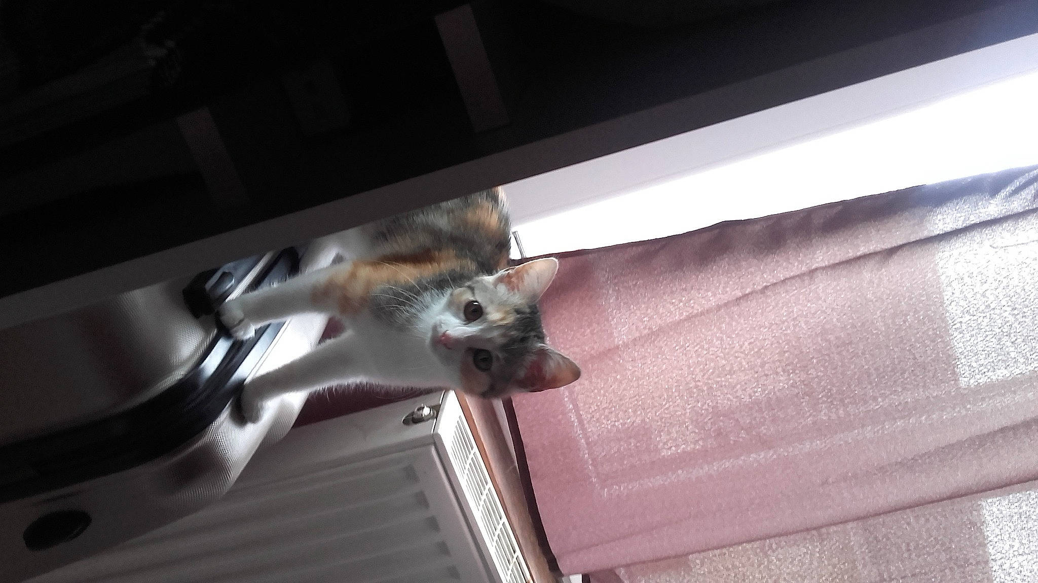 Nala a rejoint le concours — aidez-le/la à gagner de superbes lots ! bat, carnivore, cat, ceiling, claw, domestic_short_haired_cat, felidae, fur, hardwood, marsupial, mustelidae, paw, pest, rodent, room, small_to_medium_sized_cats, tail, vehicle_door, whiskers, wood