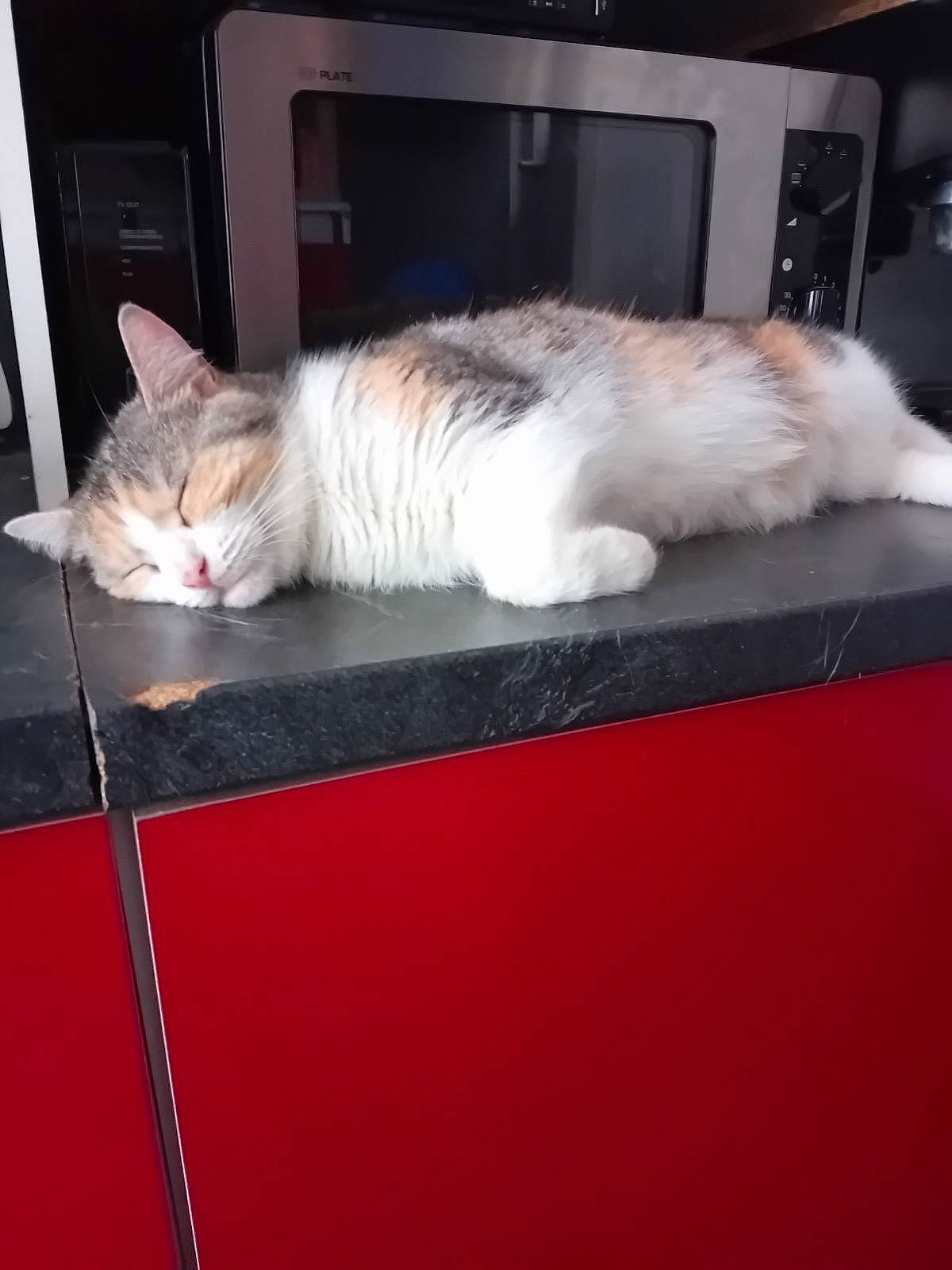 Nala a rejoint le concours — aidez-le/la à gagner de superbes lots ! box, carnivore, cat, claw, comfort, domestic_short_haired_cat, felidae, flooring, fur, hardwood, linens, mammal, nap, paw, room, small_to_medium_sized_cats, tail, vertebrate, whiskers, wood