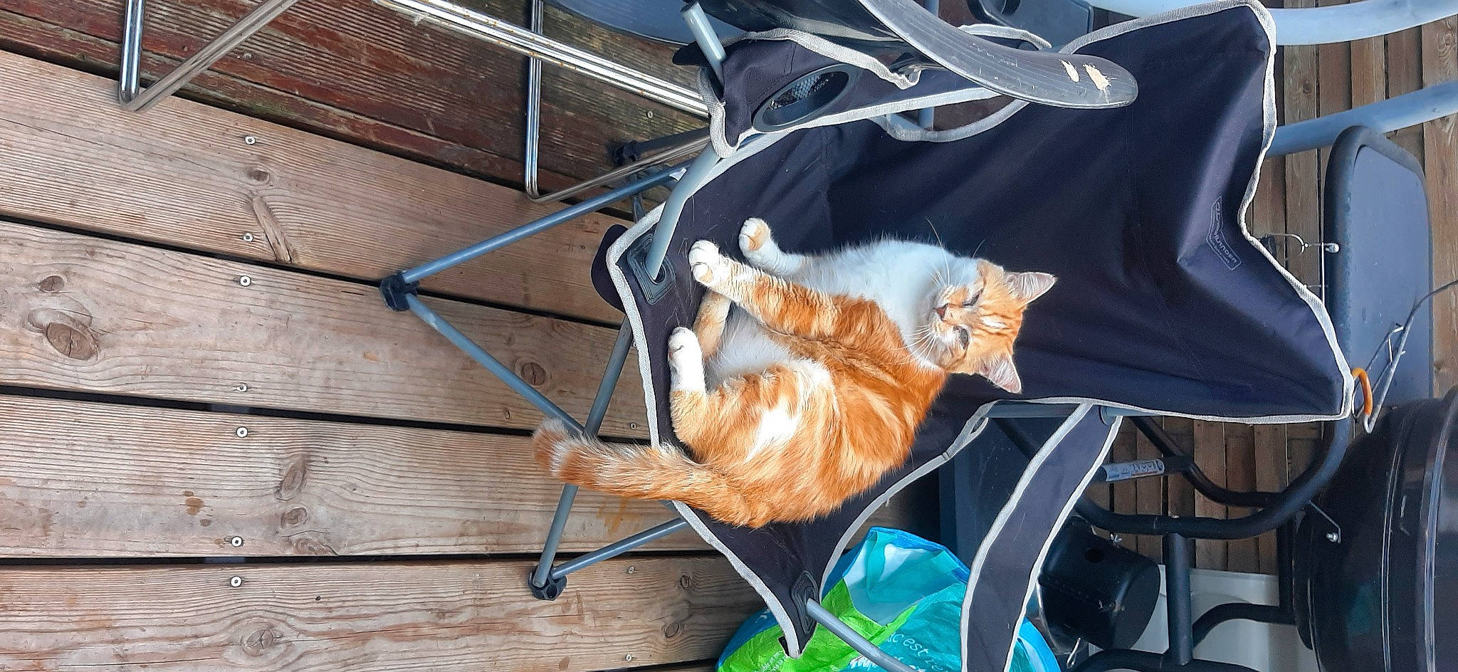 Rouquin participe au concours pour gagner de l'argent avec cette photo : canidae, carnivore, cat, chair, comfort, companion_dog, domestic_short_haired_cat, fawn, felidae, flooring, fur, hardwood, hat, leash, metal, small_to_medium_sized_cats, sporting_group, tail, whiskers, wood