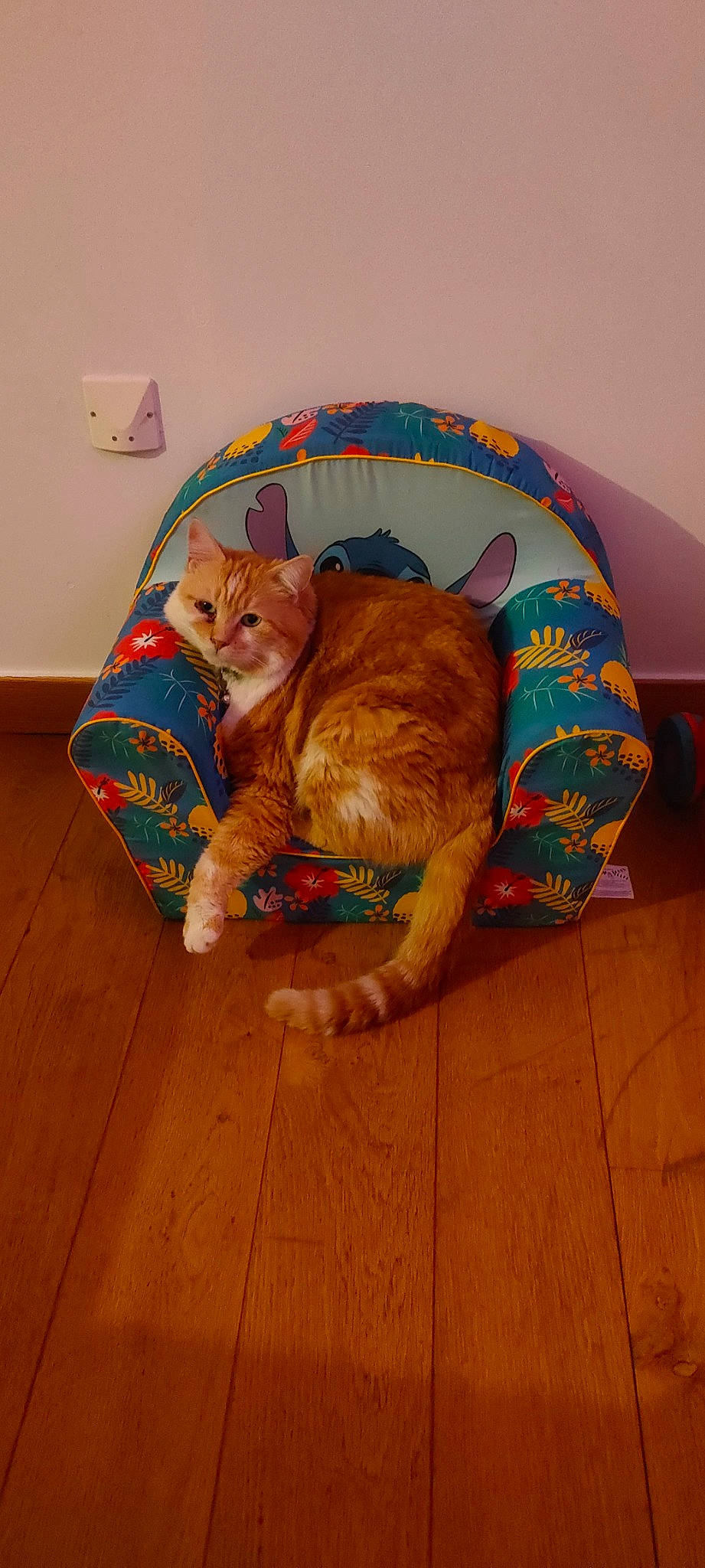 Rouquin a rejoint le concours — aidez-le/la à gagner de superbes lots ! canidae, carnivore, cat, comfort, companion_dog, domestic_short_haired_cat, fawn, felidae, flooring, fur, hardwood, laminate_flooring, room, small_to_medium_sized_cats, tail, varnish, whiskers, wood, wood_flooring, wood_stain